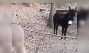 যখন গাধার মাথাতেও বুদ্ধি থাকে