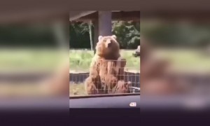 ভাল্লুক কি সুন্দর ক্যাচ ধরতে পারে দেখুন