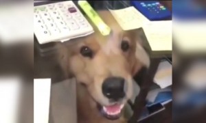 ঘর থেকে কাজ করার এই একটা লাভ আছে