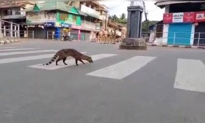 লকডাউনের জন্য শহরে কি কি পশু দেখা যাচ্ছে দেখুন