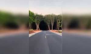 এই রাস্তায় গাড়ি চালানোর ইচ্ছা আছে?