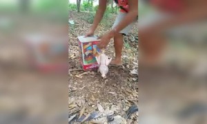 চিকেন তান্দুরি বানাতে গিয়ে কি অবস্থা হলো দেখুন