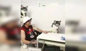 এই ভিডিও দেখলেই বুঝবেন কুকুরদের কত বুদ্ধি