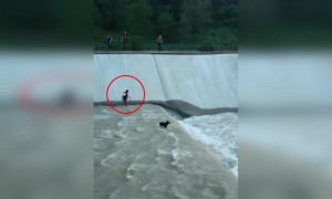 জলে আটকে থাকা একটি কুকুরকে বাঁচালেন কিছু মানুষ