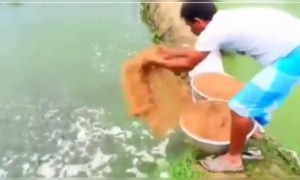 এতো মাছকে একসাথে খেতে দেখেছেন?