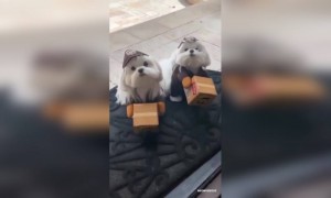 এত কিউট পোস্টম্যান দেখেছেন কখনো?