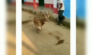 লকডাউনে এখন জঙ্গল ছেড়ে শহরে ঢুকছে হরিণ