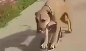 লকডাউনের সময় কুকুর নতুন জিনিস চেষ্টা করছে