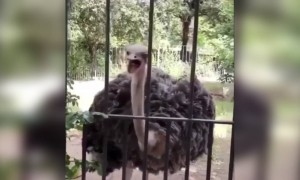 অস্ট্রিচকে গাইতে শুনেছেন আগে?