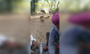 পশু-পাখিদের জন্য দেওয়া হলো খাবার লকডাউনের মাঝে