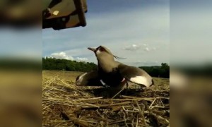দেখুন এই পাখিটি নিজের ডিম বাঁচালেন গাড়ির নিচে চাপা পড়া থেকে