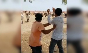 দেখুন গরু কি সুন্দর বাঁচাতে এলেন দরকারের সময়