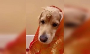 দেখুন এই কুকুরটি কি সুন্দর সেজেছে