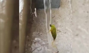 কে কে এভাবে স্নান করে?