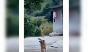 কুকুর গ্যাংনাম স্টাইলে নাচছে