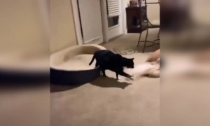 একটা কুকুর আর বিড়ালের মধ্যে এতো ভালোবাসা আগে দেখিনি