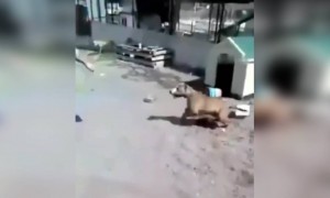 গলায় চেন দেখে যদি মনে করে কুকুরকে রাগানো যাবে, তাহলে এই ভিডিও দেখুন