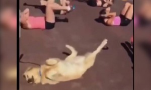 যখন আপনার কুকুর ফিট থাকতে চায়