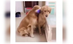 এই কুকুর দুটো মনে হয় বেস্ট ফ্রেন্ড