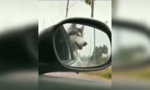 এই কুকুর গান শুনতে খুব ভালোবাসে