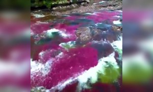 কলম্বিয়ার রেইনবো নদী কি সুন্দর দেখুন