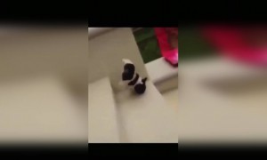 মনে হয় ও মাতাল হয়ে আছে