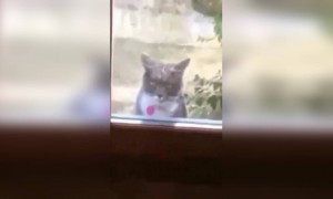 এই বিড়াল কি ভালো নাচতে পারে দেখুন