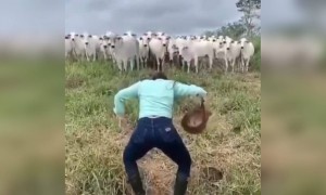 নাচ দেখে গরু পালিয়ে গেলো