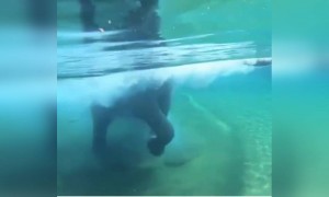 আমেরিকার এক চিড়িয়াখানাতে হাতি স্নান করছে দেখুন