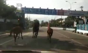 লকডাউনের মাঝে শিলিগুড়ির ফাঁকা রাস্তায় দেখা গেল কিছু ঘোড়া