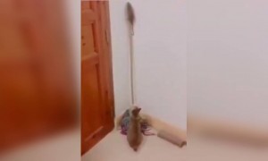 আসল জীবনের টম এন্ড জেরিকে দেখুন