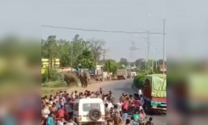 রায়পুরের রাস্তায় দেখা গেল হাতি