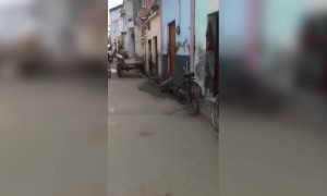 এই ঘোড়া কি ভয়ঙ্কর ভাবে ছুটছে দেখুন