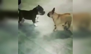 এটা কি নাচ নাকি ইটা লড়াই