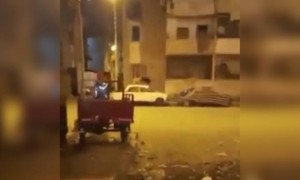 কুকুর লকডাউনে মজা পেয়ে গেছে