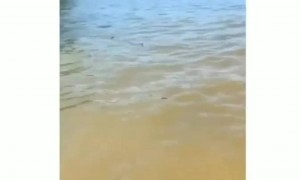 এই সাপ নিয়ে কি কমেডি হলো দেখুন