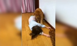 দেখুন একটা কুকুর কত ভালো হয়