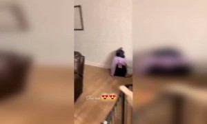 দেখুন একটা কুকুরের তার মালিকের প্রতি কত ভালোবাসা