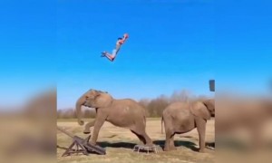 আপনি কি হাতির সাথে বাস্কেটবল খেলেছেন?