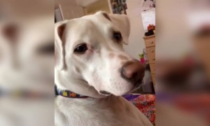 এডপ্ট করা ভাই কে সত্য বলা হলো