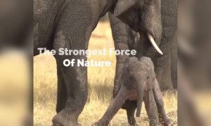 মাদার্স ডের আগে মনে রাখুন, মায়ের ভালোবাসা থেকে বড় আর কিছু হয় না