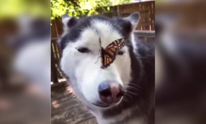 দেখুন কি সুন্দর লাগছে