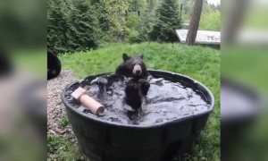 আমেরিকার ওরেগন চিড়িয়াখানায় দেখুন এক ভাল্লুক মজা করে স্নান করছে