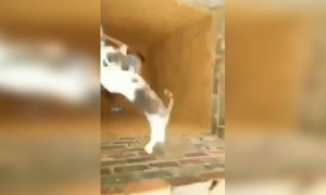 এই বেড়ালটার কোনো সাহায্যের দরকার নেই