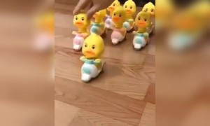 খেলনা গুলো মজার এবং কিউট