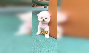 কি কিউট দেখুন!