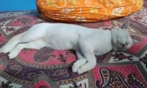 ল্যাদখোরদের কিভাবে ঘুম থেকে তুলতে হয় দেখুন