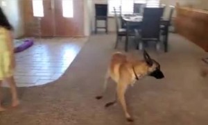 কুকুরের সাথে বাচ্চাটি লুকোচুরি খেলছে দেখুন