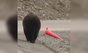 ভাল্লুকের দায়িত্বজ্ঞান মানুষের থেকে বেশি