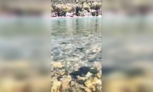 মানুষ এখন ঘরে, তাই ঋষিকেশে গঙ্গা কত পরিষ্কার দেখুন